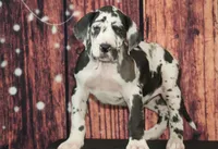 Dottie AKC Part Euro, a female Great Dane for sale in Ligonier, IN – Photo 3 of 5