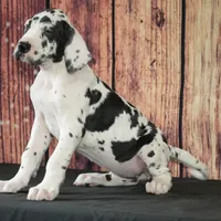 Dottie AKC Part Euro, a female Great Dane for sale in Ligonier, IN – Photo 3 of 3