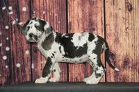 Dottie AKC Part Euro, a female Great Dane for sale in Ligonier, IN – Photo 5 of 5