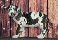 Dottie AKC Part Euro, a female Great Dane for sale in Ligonier, IN – Photo 4 of 5