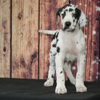 Dottie AKC Part Euro, a female Great Dane for sale in Ligonier, IN – Photo 2 of 3