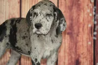 Sonya AKC part Euro, a female Great Dane for sale in Ligonier, IN – 3 of 3