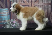  Bernard F1, a male Saint Berdoodle for sale in Ligonier, IN – 5 of 5