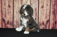 Carrie F1, a female Bernedoodle for sale in Ligonier, IN – Photo 4 of 4