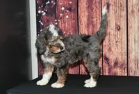 Carrie F1, a female Bernedoodle for sale in Ligonier, IN – Photo 2 of 4