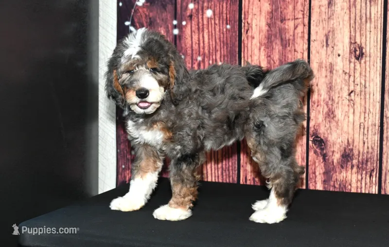 Carrie F1 – Bernedoodle puppy for sale in Ligonier, IN