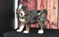 Carrie F1, a female Bernedoodle for sale in Ligonier, IN – Photo 1 of 4