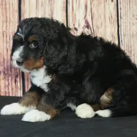 Marcy F1, a female Bernedoodle for sale in Ligonier, IN – Photo 4 of 4