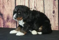 Marcy F1, a female Bernedoodle for sale in Ligonier, IN – Photo 4 of 4