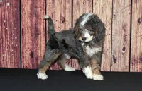 Carrie F1, a female Bernedoodle for sale in Ligonier, IN – Photo 3 of 4