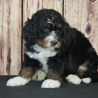Marcy F1, a female Bernedoodle for sale in Ligonier, IN – Photo 1 of 4