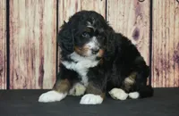 Marcy F1, a female Bernedoodle for sale in Ligonier, IN – Photo 1 of 4