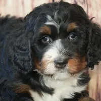 Marcy F1, a female Bernedoodle for sale in Ligonier, IN – Photo 3 of 4