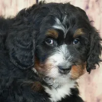 Marcy F1, a female Bernedoodle for sale in Ligonier, IN – Photo 2 of 4