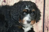Marcy F1, a female Bernedoodle for sale in Ligonier, IN – Photo 2 of 4