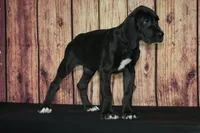 Lanie AKC Part European , a female Great Dane for sale in Ligonier, IN – 2 of 3