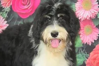 Hannah F1, a female Bernedoodle for sale in Ligonier, IN – 2 of 3