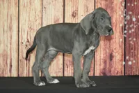 Uriah AKC Part Euro, a female Great Dane for sale in Ligonier, IN – 2 of 4