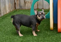Carson, a male French Bulldog for sale in Ligonier, IN – Photo 3 of 3
