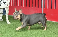 Carson, a male French Bulldog for sale in Ligonier, IN – Photo 2 of 3