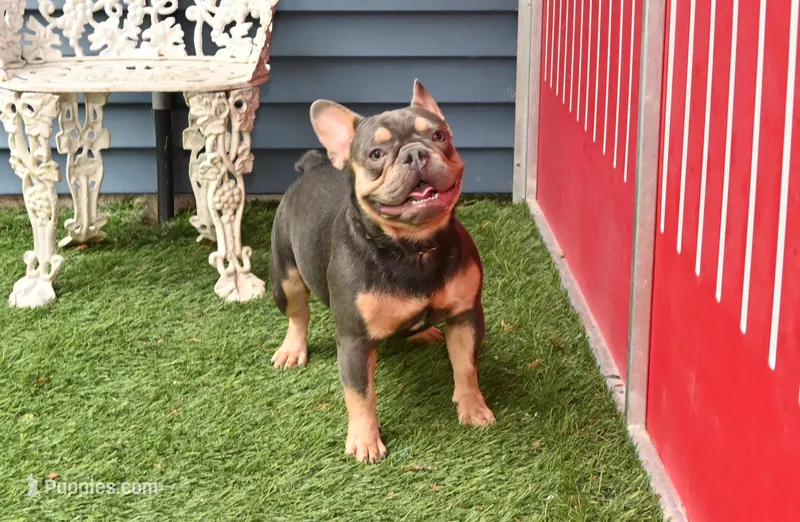 Carson – French Bulldog puppy for sale in Ligonier, IN