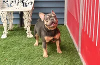 Carson, a male French Bulldog for sale in Ligonier, IN – Photo 1 of 3