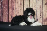Suzie F1, a female Bernedoodle for sale in Ligonier, IN – 3 of 3