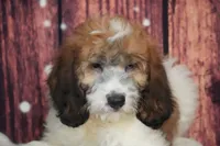 Vanna F1, a female Saint Berdoodle for sale in Ligonier, IN – 2 of 2