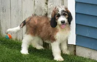 Dory F1, a female Saint Berdoodle for sale in Ligonier, IN – Photo 1 of 5