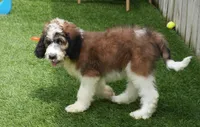 Dory F1, a female Saint Berdoodle for sale in Ligonier, IN – Photo 5 of 5