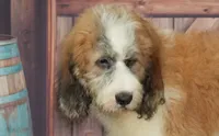  Bernard F1, a male Saint Berdoodle for sale in Ligonier, IN – 4 of 5