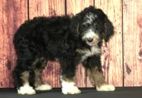 Wally F1, a male Bernedoodle for sale in Ligonier, IN – 3 of 3