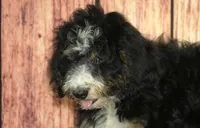 Wally F1, a male Bernedoodle for sale in Ligonier, IN – 2 of 3