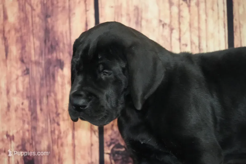 Tammy AKC Part European  – Great Dane puppy for sale in Ligonier, IN