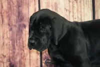 Tammy AKC Part European , a female Great Dane for sale in Ligonier, IN – 1 of 1
