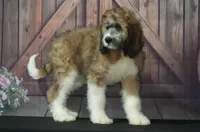 Arlo F1, a male Saint Berdoodle for sale in Ligonier, IN – 3 of 3