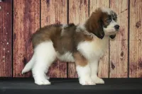 Denny F1, a male Saint Berdoodle for sale in Ligonier, IN – 4 of 5