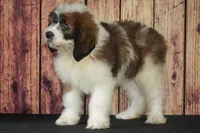 Denny F1, a male Saint Berdoodle for sale in Ligonier, IN – 3 of 5