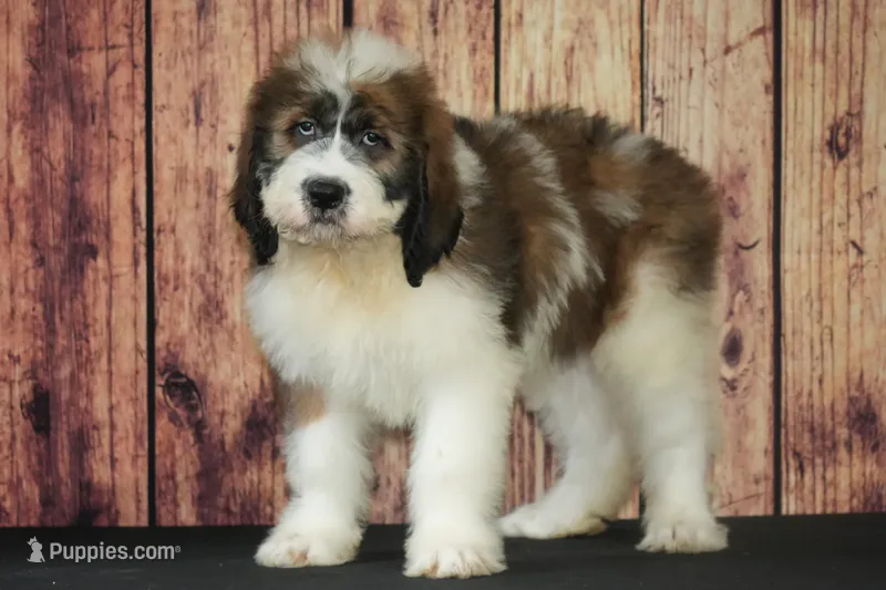 Denny F1 – Saint Berdoodle puppy on hold in Ligonier, IN