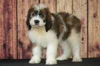 Denny F1, a male Saint Berdoodle for sale in Ligonier, IN – 1 of 5