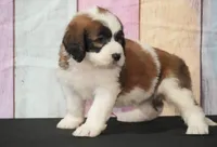 Annie F1, a female Saint Berdoodle for sale in Ligonier, IN – Photo 1 of 3