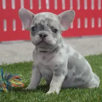 Cory AKC, a male French Bulldog for sale in Ligonier, IN – Photo 2 of 4