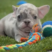 Cory AKC, a male French Bulldog for sale in Ligonier, IN – Photo 3 of 4