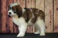 Denny F1, a male Saint Berdoodle for sale in Ligonier, IN – 2 of 5