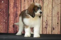 Denny F1, a male Saint Berdoodle for sale in Ligonier, IN – 5 of 5