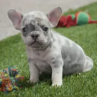 Cory AKC, a male French Bulldog for sale in Ligonier, IN – Photo 1 of 4