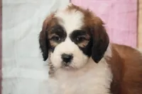 Annie F1, a female Saint Berdoodle for sale in Ligonier, IN – Photo 3 of 3