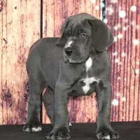 Conner AKC Part Euro, a male Great Dane for sale in Ligonier, IN – Photo 3 of 5