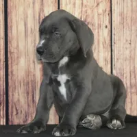 Conner AKC Part Euro, a male Great Dane for sale in Ligonier, IN – Photo 2 of 5