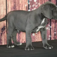 Conner AKC Part Euro, a male Great Dane for sale in Ligonier, IN – Photo 5 of 5